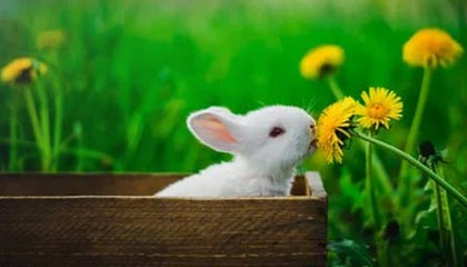 爱游戏在线玩-_防守如铁壁，尼克斯锁死快船_，尼克斯防守效率